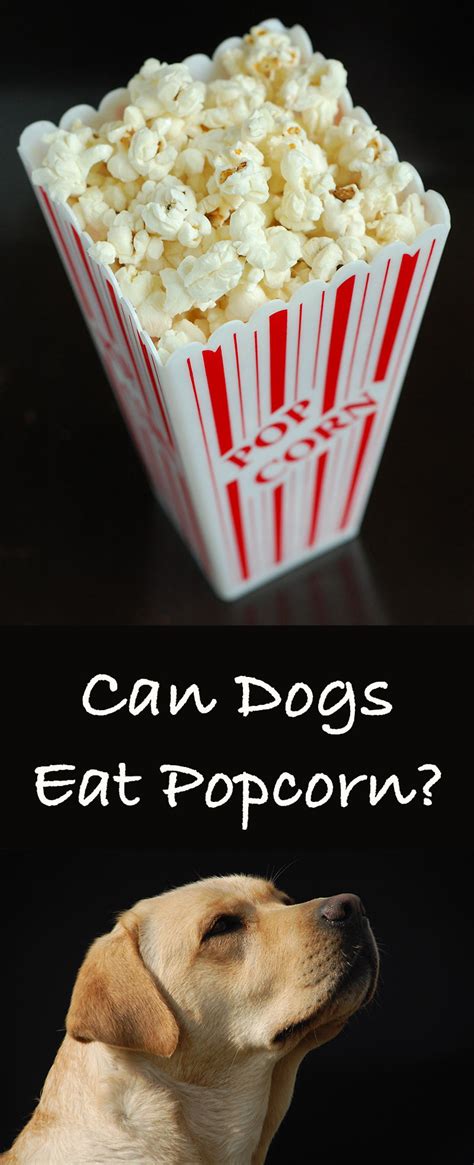 Can Dogs Eat Popcorn?