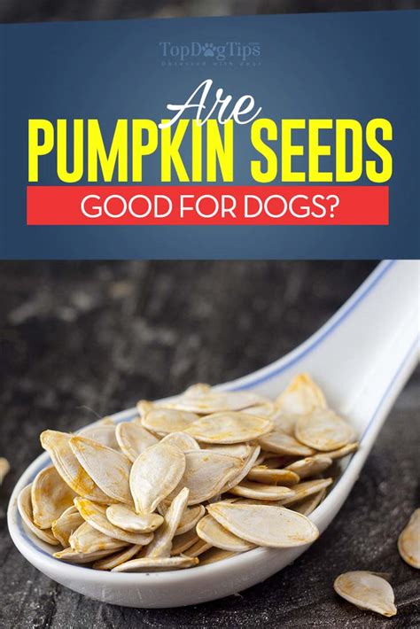 Can Dogs Eat Pumpkin Seeds? The Ultimate Guide to Pumpkin Seed Consumption for Canines