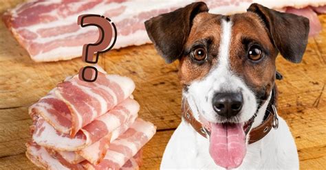 Can Dogs Eat Raw Bacon?