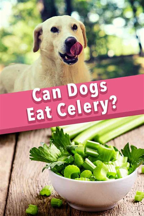 Can Dogs Eat Raw Celery? The Ultimate Guide