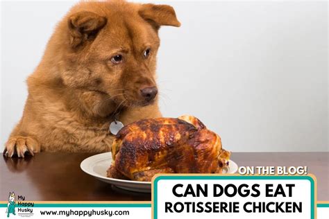 Can Dogs Eat Rotisserie Chicken? Everything You Need to Know