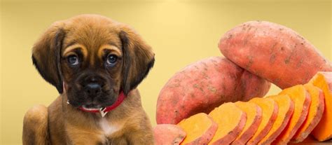 Can Dogs Eat Sweet Potato Peels? A Comprehensive Guide for Pet Owners