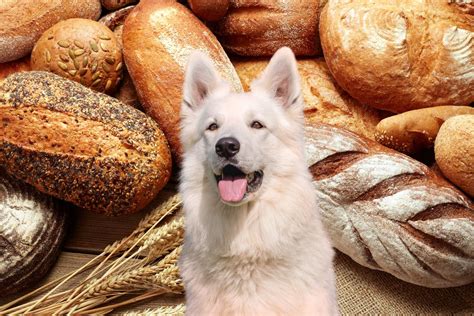 Can Dogs Eat Wheat Bread? A Comprehensive Guide