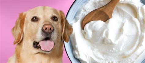 Can Dogs Eat Yogurt? A Comprehensive Guide to Yogurt for Dogs