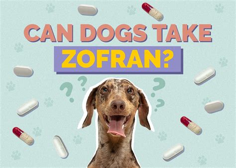 Can Dogs Take Zofran? A Comprehensive Guide to Zofran Usage in Dogs