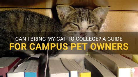 Can I Bring My Cat to College: A Comprehensive Guide to Campus Living with Pets