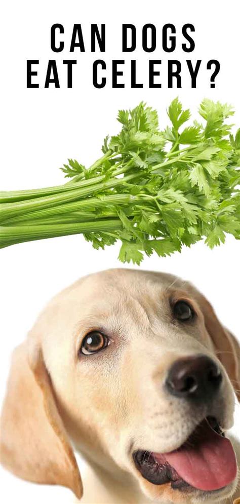 Can Puppies Have Celery? A Comprehensive Guide to Feeding Celery to Puppies