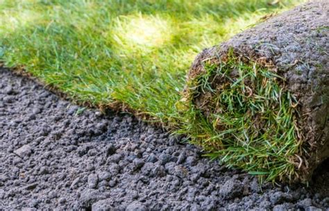 Can You Fertilize New Sod: A Comprehensive Guide for Thriving Lawns