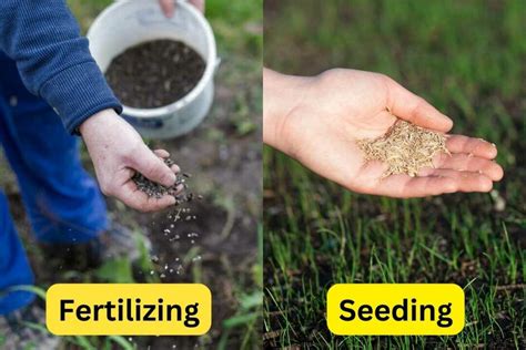 Can You Fertilize and Seed at the Same Time: A Comprehensive Guide (2,000 words)