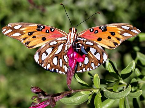 Can You Find These Butterflies? Reader