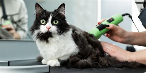 Can You Shave a Cat? A Comprehensive Guide