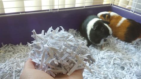 Can You Use Bird Paper for Guinea Pig Cages?