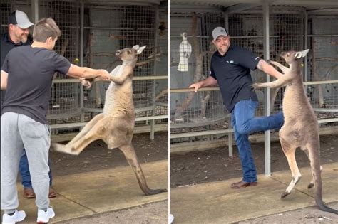 Can a Average Man Beat a Kangaroo: A Scientific Unraveling