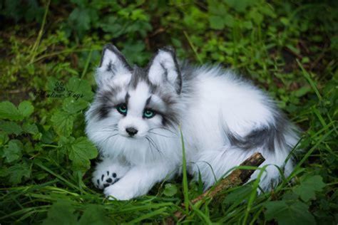 Canadian marble fox