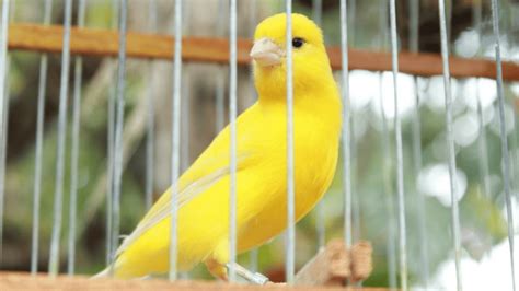 Canary Behavior and Characteristics: A Complete Guide for 2025