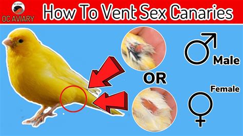 Canary Bird Male or Female: How to Tell the Difference