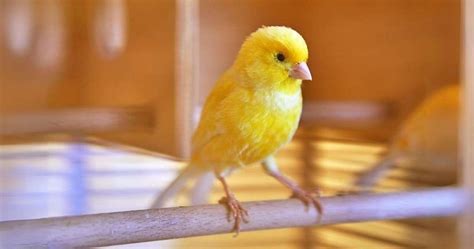 Canary Bird for Sale in California: A Comprehensive Guide for Buyers