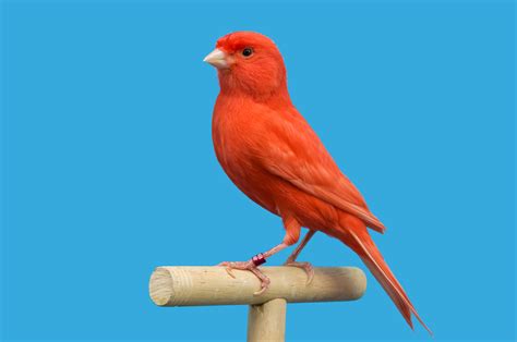 Canary behavior and characteristics