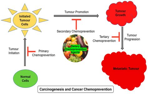 Cancer Chemoprevention PDF