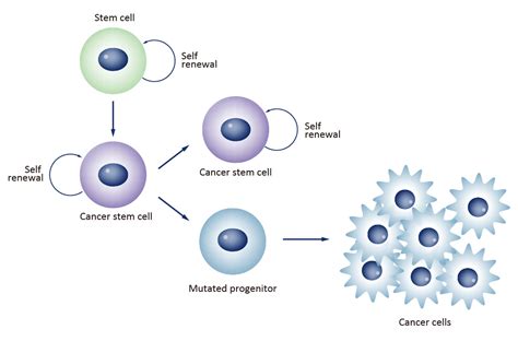 Cancer Stem Cell Research