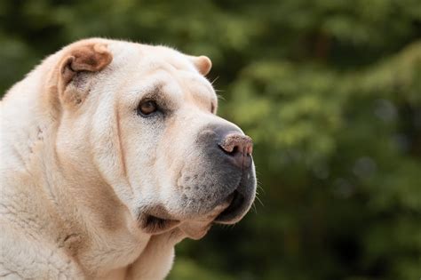 Cancerous Lump on Dog: A Comprehensive Guide to Diagnosis, Treatment, and Prevention