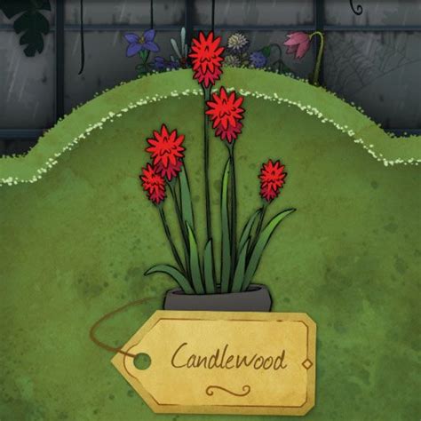 Candlewood Strange Horticulture: Unraveling the Enigmatic Plant Realm