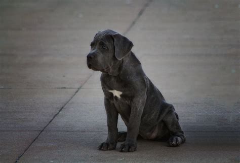 Cane Corso 12 Weeks: A Comprehensive Guide for New Owners