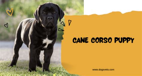 Cane Corso Puppies: The Ultimate Guide for Discerning Dog Owners