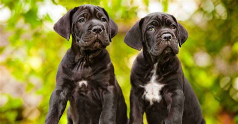 Cane Corso Puppies: The Ultimate Guide to Bringing Home Your New Furry Friend