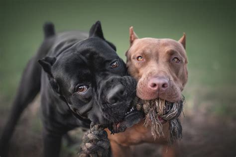 Cane Corso vs Pitbull: Unveiling the Distinctions and Similarities