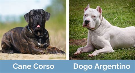 Cane Corso vs. Argentine Dogo: A Comprehensive Comparison