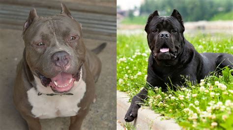 Cane Corso vs. Pitbull: A Comprehensive Comparison of Two Powerful Breeds