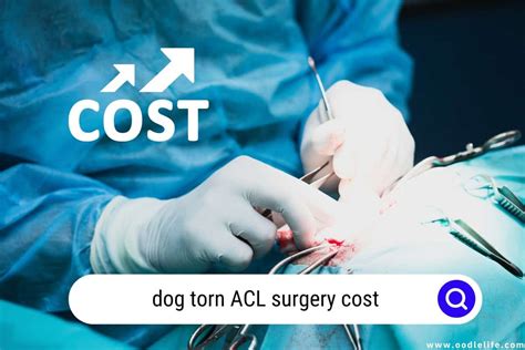 Canine ACL Surgery Cost: A Complete Guide (2023)