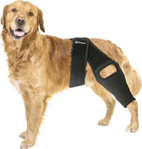 Canine ACL Tears: Brace Yourself for a Speedy Recovery