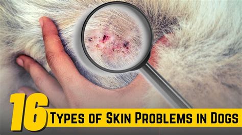 Canine Bacterial Skin Infection: 10,000+ Characters of Essential Knowledge