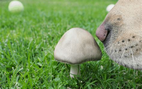 Canine Capers: The Peculiar Effects of Magic Mushrooms on Dogs