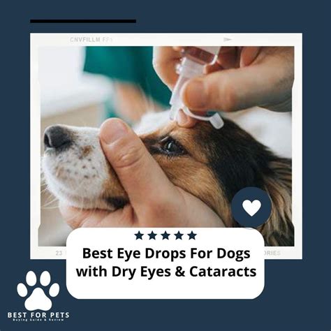 Canine Cataract Eye Drops: A Comprehensive Guide for Pet Owners