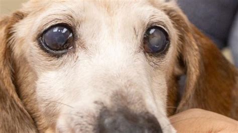 Canine Cloudy Eye: A Comprehensive Guide