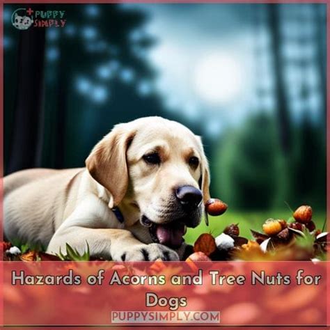 Canine Consumption of Acorns: Potential Hazards and Preventive Measures