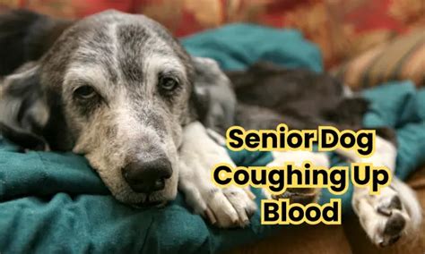 Canine Coughing Up Blood: A Comprehensive Guide to Causes, Treatments & Prevention