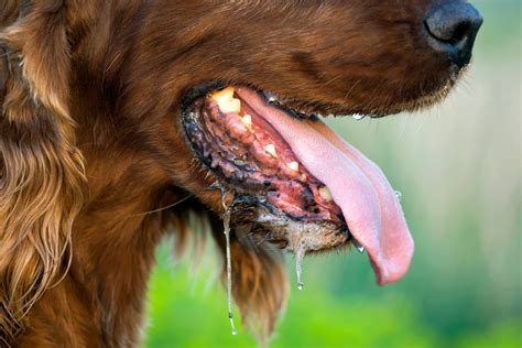 Canine Drooling and Vomiting: Causes, Symptoms, and Treatment