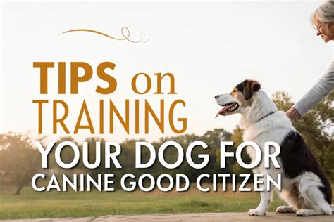 Canine Good Citizen Training Near Me: All You Need to Know