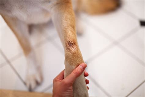 Canine Hot Spots: A Comprehensive Guide with Visual Aids