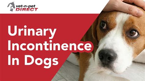 Canine Incontinence Drugs: A Comprehensive Guide to Treatment Options