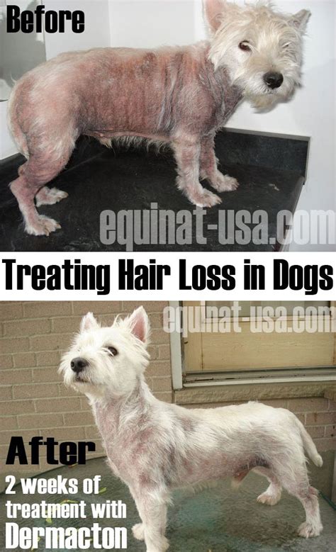 Canine Itching and Hair Loss: The 10,000+ Word Guide