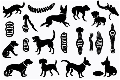 Canine Parasites: A Comprehensive Guide for Concerned Dog Owners