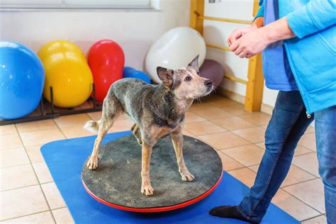 Canine Physiotherapy Exercises: A Comprehensive Guide for Dog Owners