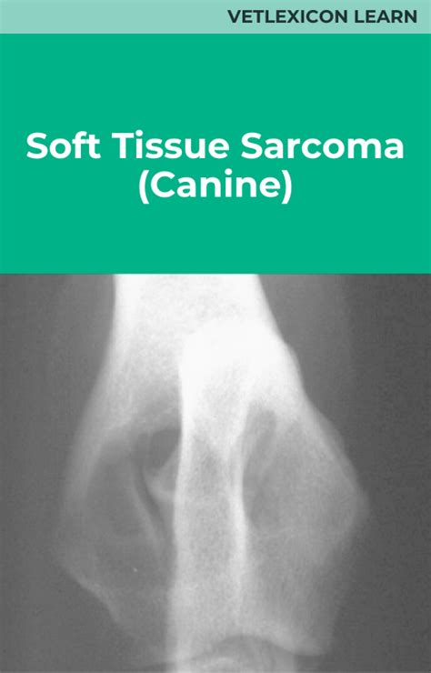 Canine Soft Tissue Sarcoma: A Comprehensive Guide to Understanding, Diagnosis, and Treatment