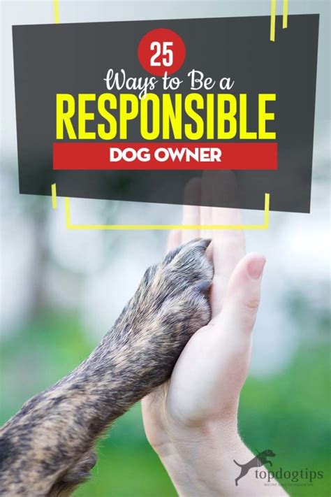 Canine Vaccines: A Comprehensive Guide for Responsible Dog Owners