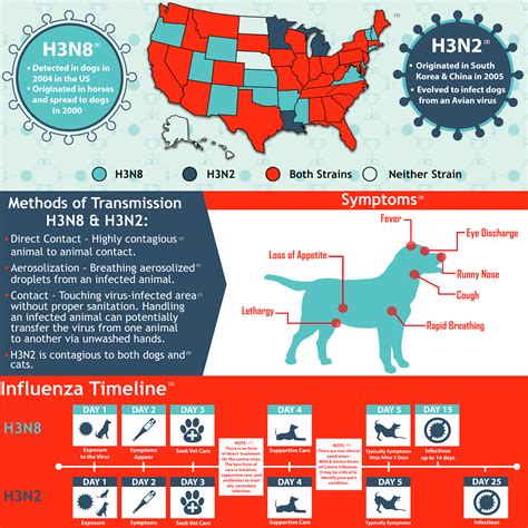 Canine Virus Outbreak: Know the Facts